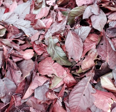 SOCKE UND MEHR - Verlauf